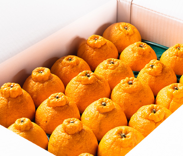 画像：デコポン（不知火）